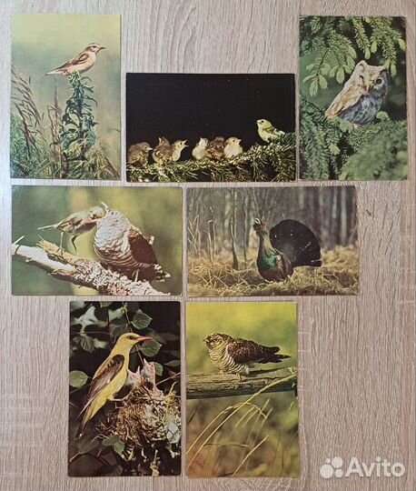 Птицы вокруг нас, набор 1968 года, 19 из 20