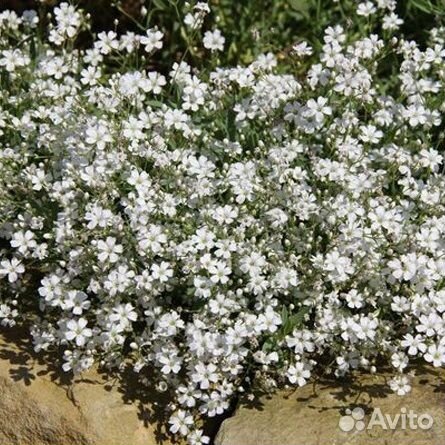 Гипсофила рассада