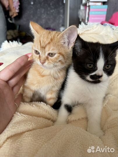 Шотландские котята