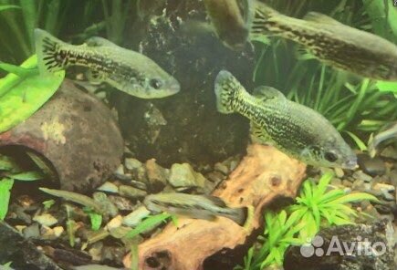 Амека глянцевая. Теодоксус (не привозной)