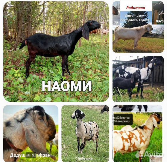 Англо нубийские козлята,козы