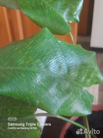 Калатея нетворк