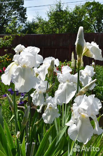 Ирис бородатый белый