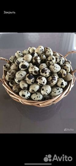 Яйца перепелиные инкубационное