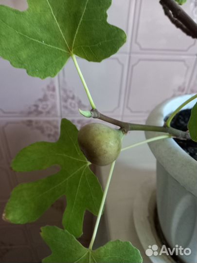 Саженцы инжира