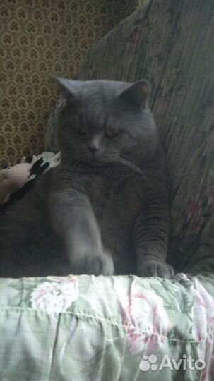 Предлагаю на вязку шикарного Британца