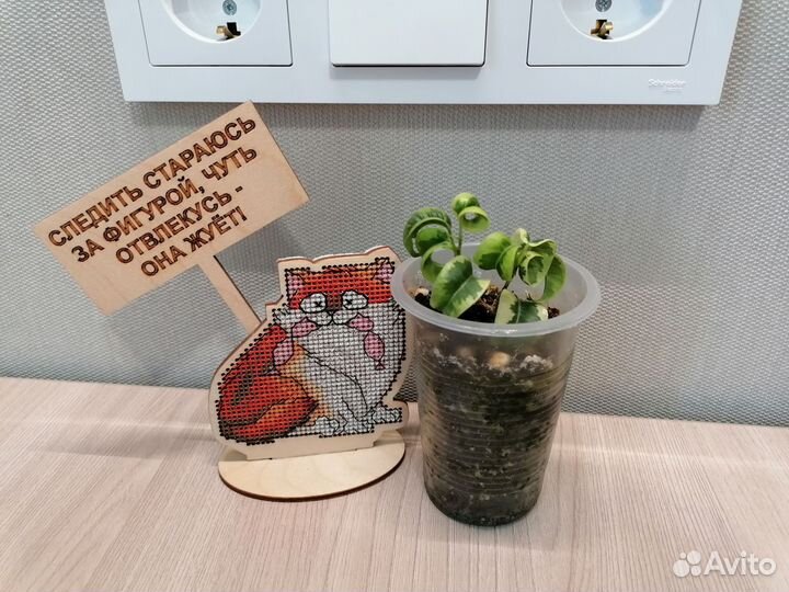 Фикус Бенджамина Ирэн, Голден Кинг