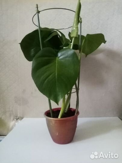 Комнатные растения