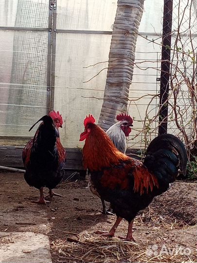 Петухи годовалые