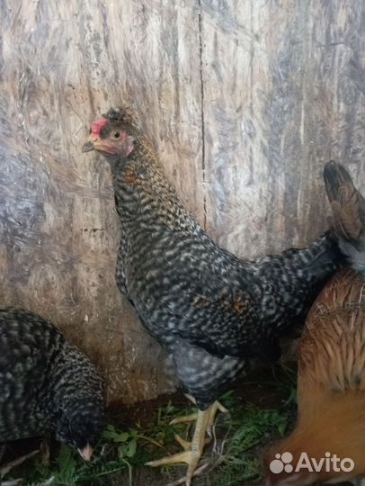 Молодые петухи