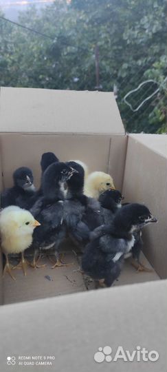 Цыплята