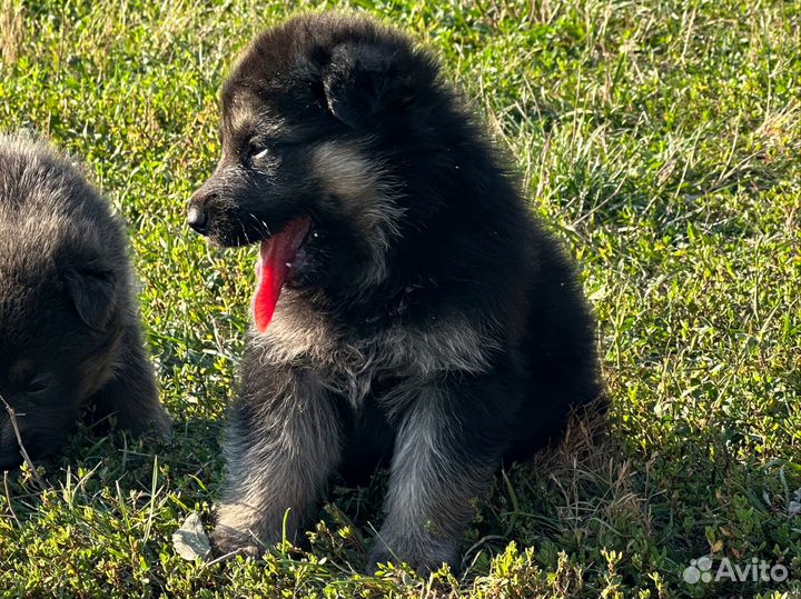 Немецкая овчарка