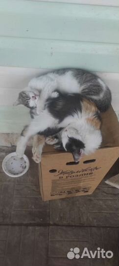 Котята в добрые руки