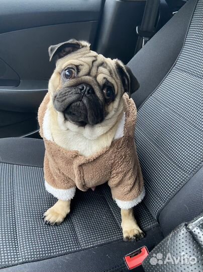 Мопс вязка мальчик