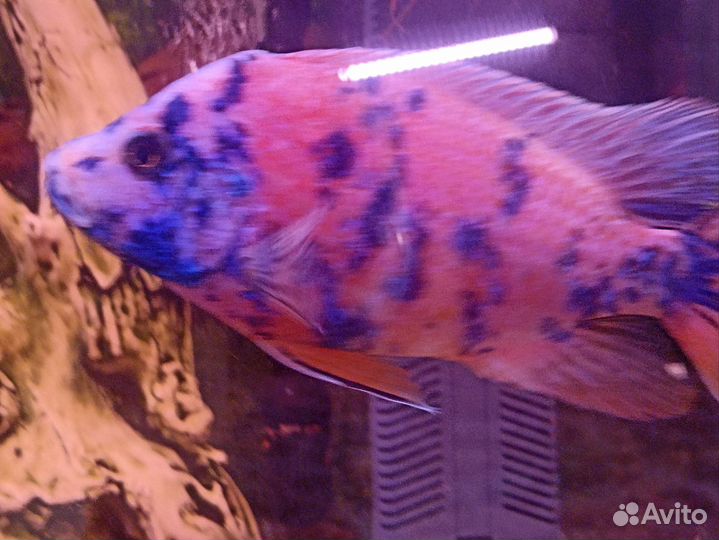 Рыбки Цихлиды