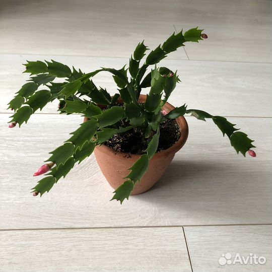 Декабрист /шлюмбергера