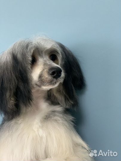 Груминг стрижка собак и кошек