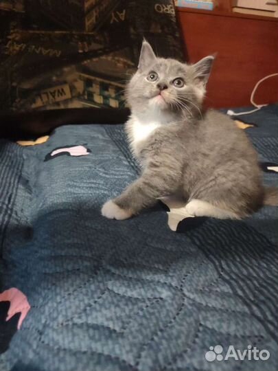 Серый пушистый котёнок девочка 1.5 месяца