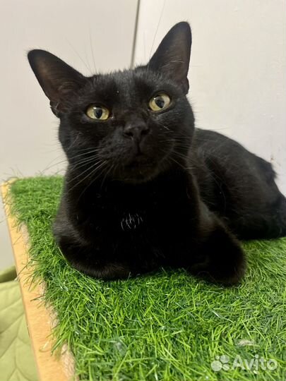 Кошечка Пантерка