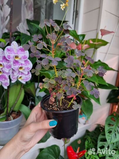 Оксалис вулканический бургунди