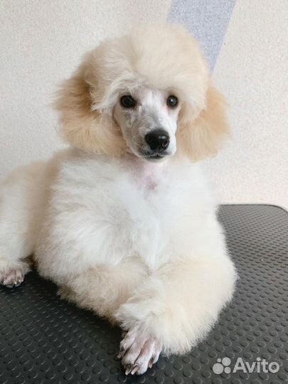 Груминг, стрижка кошек и собак