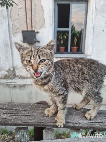 Кошечка в добрые руки