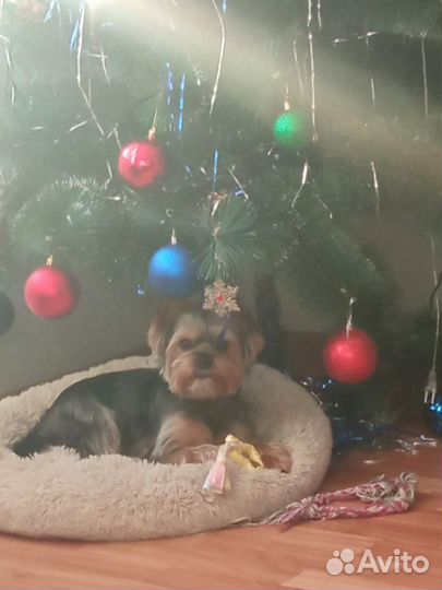 Йокширский терьер вязка