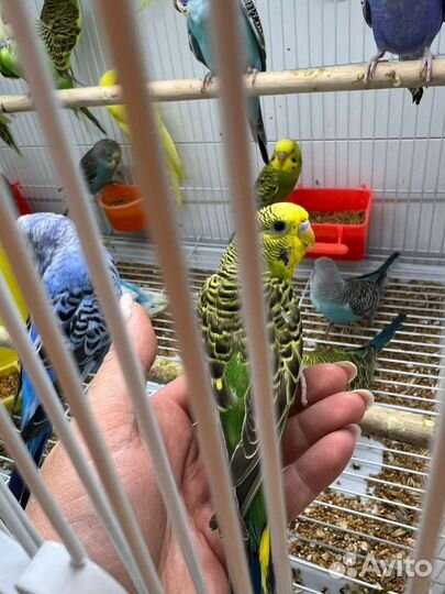 Волнистый попугай от заводчика Ручные