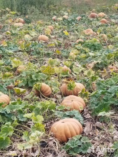 Тыква оптом