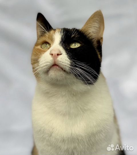 Трехцветная кошка Агата
