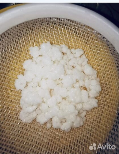 Грибок кефирный