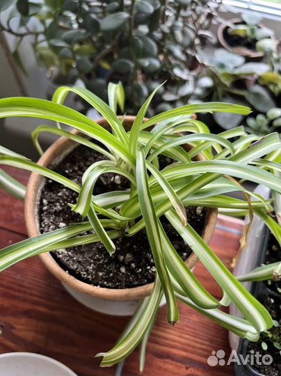 Хлорофитум хохлатый