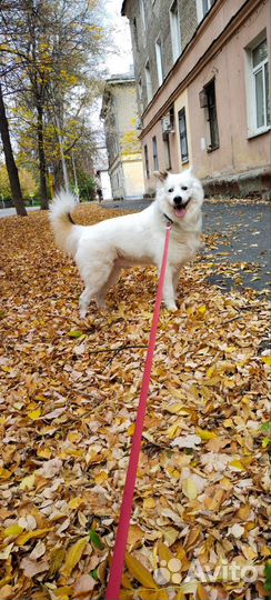 Вязка собак