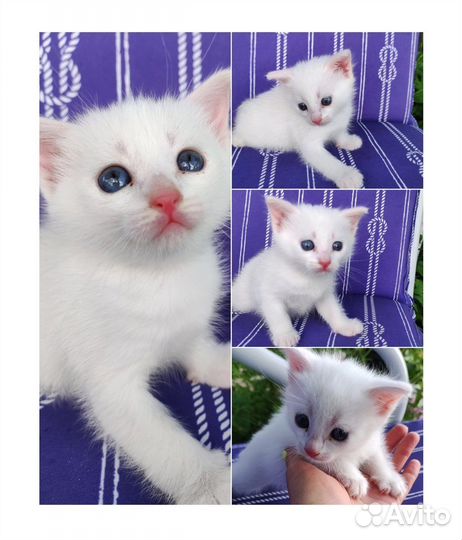 Кошечка