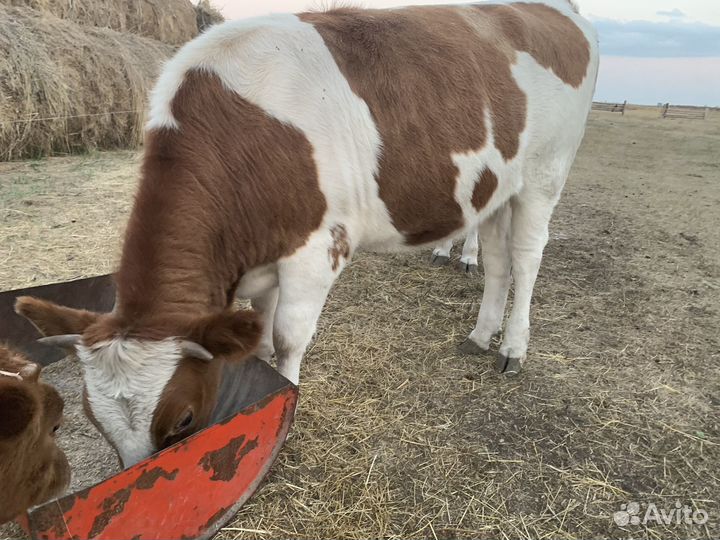 Домашние животные