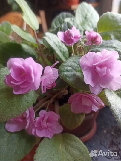 Фиалка сортовая