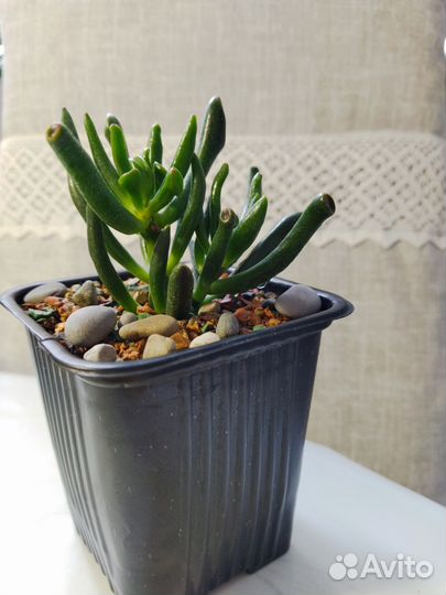 Крассула хоббит