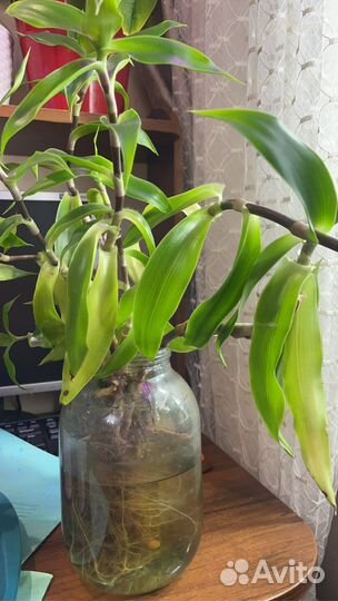 Растение золотой ус