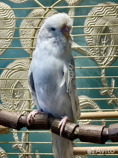 Выставочный волнистый попугай ввп Чех