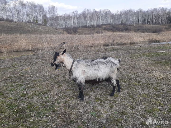 Продаются козы