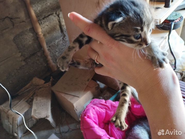 Котята в добрые руки бесплатно