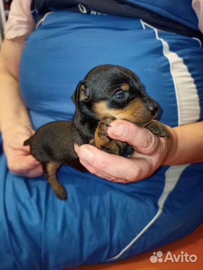 Щенки карликового пинчера