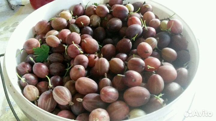 Крыжовник, черная смородина, саженцы