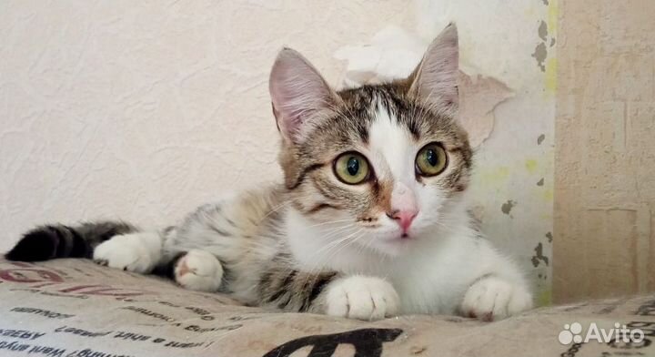 Кошка, котенок