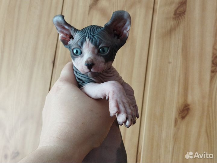 Канадский сфинкс эльф котенок