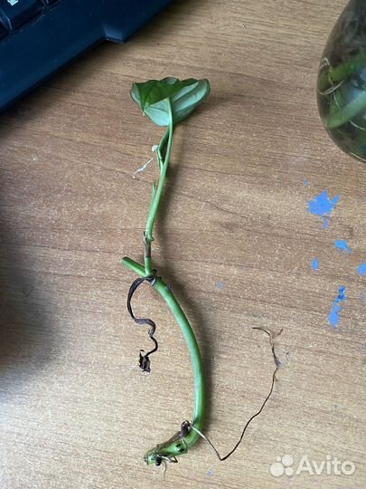 Монстера манки фикус твиллайт