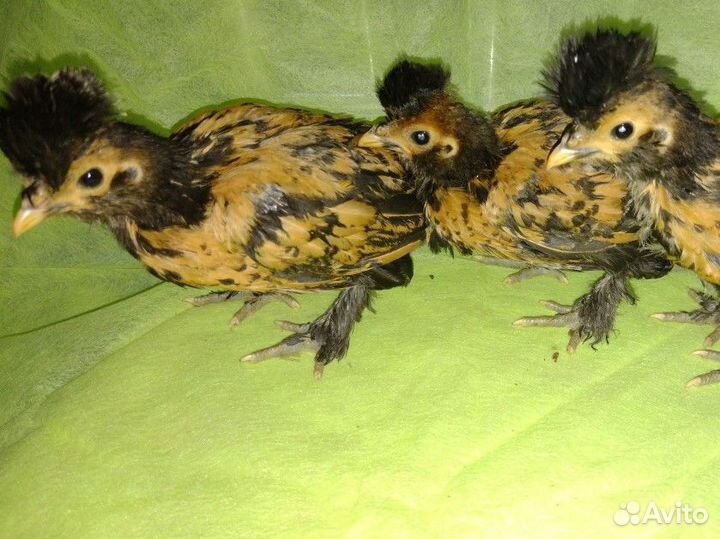 Орловские, павловские, Холмогоры, цесарк и д.р