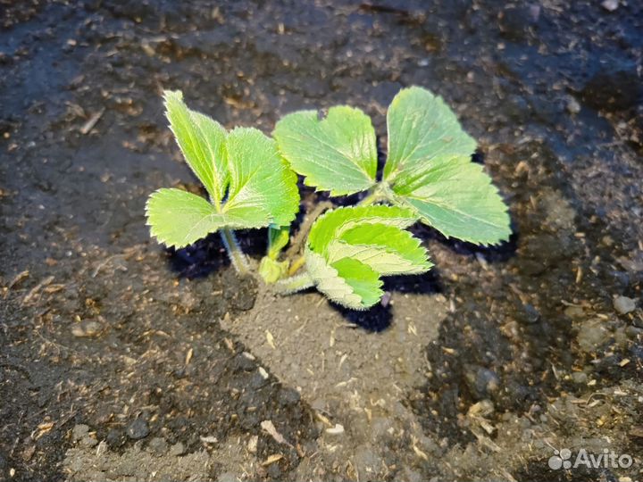 Рассада клубники