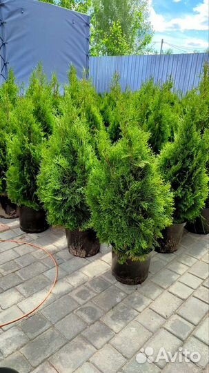 Туя смарагд от 60 - 120 см