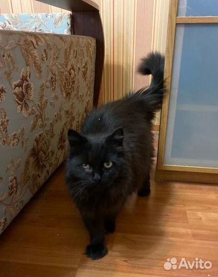 Ищет дом замечательная Кошка Лада